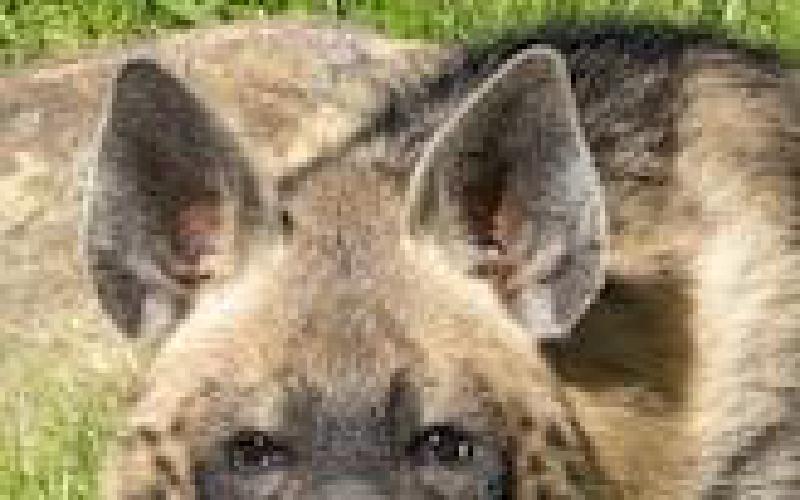 L'Algérie se distancie-t-elle de l'Iran ?