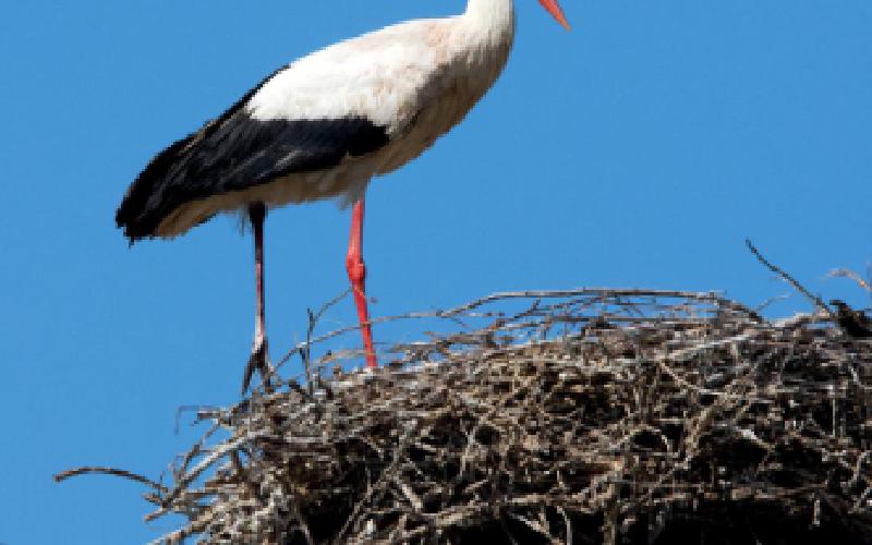 La cigogne et la mémoire