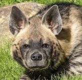 L'Algérie se distancie-t-elle de l'Iran ?